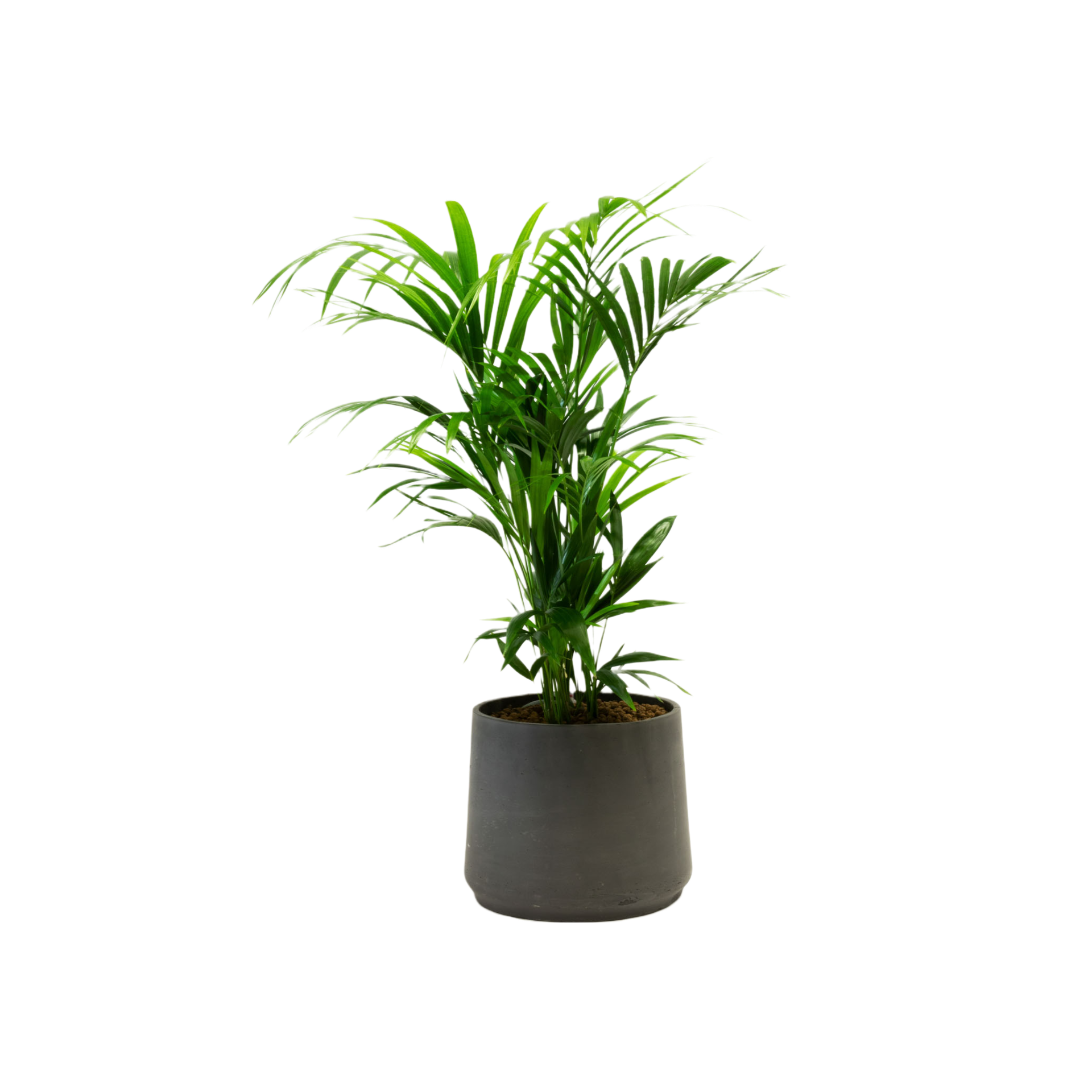 Plant Kentia
