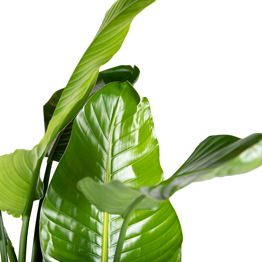 Plant Strelitzia